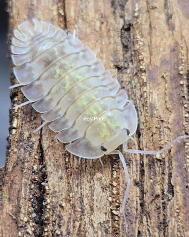 Troglodillo camouflage isopod